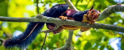 Check out these incredible photos of a huge, rainbow-coloured squirrel in India - Science News