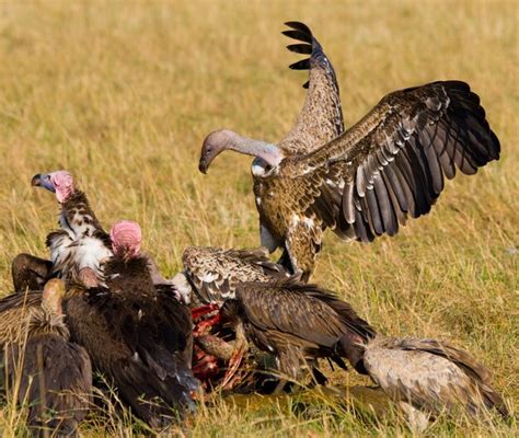 Las aves rapaces comen la presa en la sabana de áfrica oriental kenia