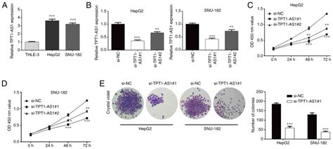 Lncrna Tpt1‑as1 Knockdown Inhibits Liver Cancer Cell Proliferation