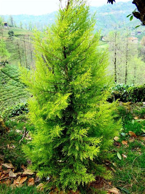 Cupressus Macrocarpa Wilma Goldcrest Lemon Scented Cypress For Sale