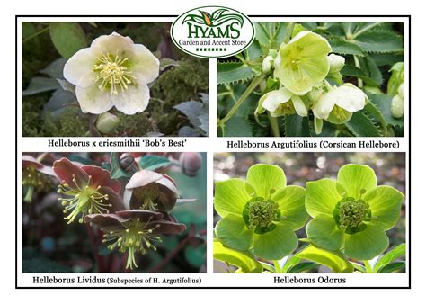 Hellebore Green