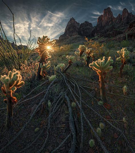 Welcome The Warmth Pyrography By Max Rive Fine Art America