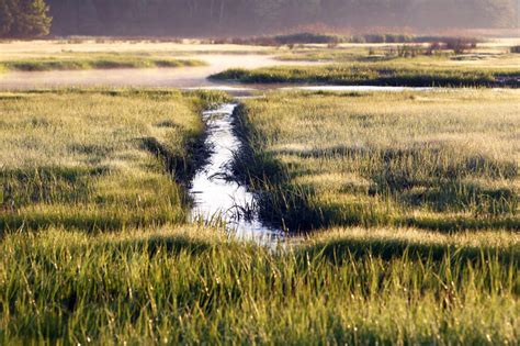 Innovative Salt Marsh Restoration Project Launched in the Great Marsh of Massachusetts ...