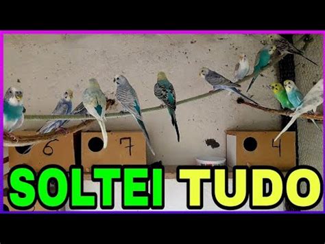 Soltei Todos Meus Periquitos Australianos No Viveiro Grande Youtube