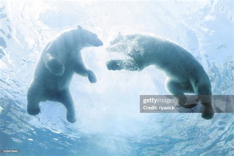 Looking Up At Two Polar Bear Cubs Playing In Water High-Res Stock Photo ...