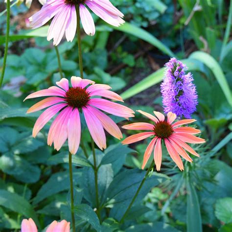 Top 10 At Flower Patch Flower Patch Farmhouse