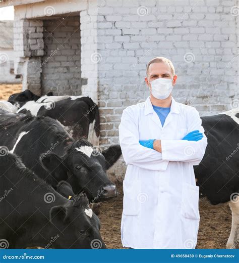 Veterinarian At Farm Cattle Stock Photo Image Of Vaccination