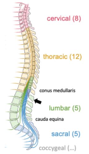 Anatomy Ns Sensory System Flashcards Quizlet