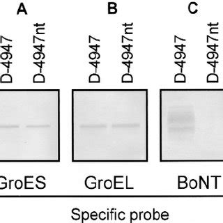 Northern Blot Analysis Of Total Rna Isolated From Toxigenic And