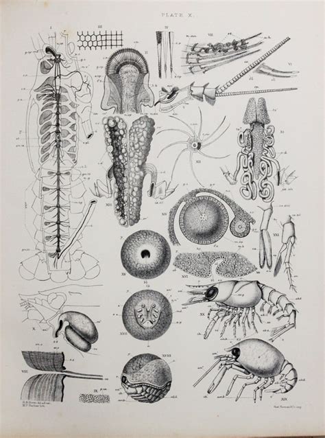 CRAYFISH ANATOMY Nervous System Sensory Organs. 1885 Antique - Etsy