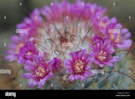 Cactus Mammillaria Mamillaria Bombycina Pink Flowers Close Up Stock