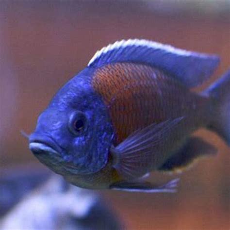 What Fish Can I Keep With Cichlids DIY Seattle