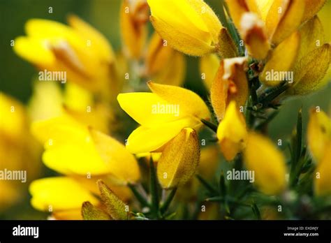 Gorse Flowers Hi Res Stock Photography And Images Alamy