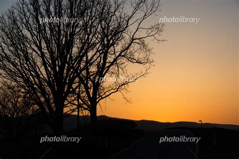 春の夕暮れの空と木立 写真素材 6358210 フォトライブラリー Photolibrary