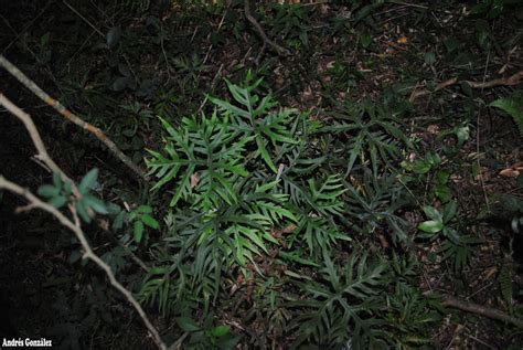 Fotos De Flora Nativa Y Adventicias De Uruguay Doryopteris Pentagona