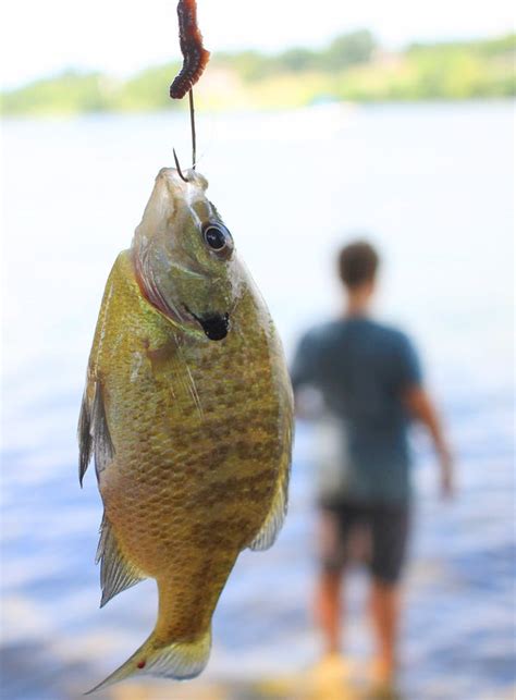 Panfish Bite All Day Long