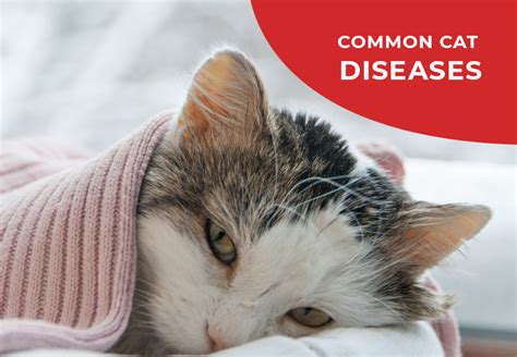 Common Cat Diseases