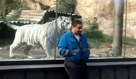 Youtube Viral Turista Ingresa A Jaula De Tigre Blanco Para Tomarse