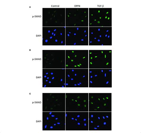 Effects Of Dpp On P Smad Activation In Human Dermal Fibroblast