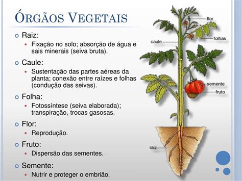 Anatomia E Morfologia Vegetal - NAZAEDU