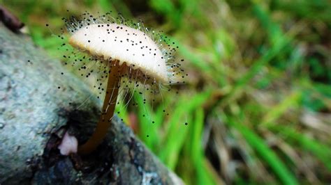 Spinellus Fusiger The Ultimate Mushroom Guide