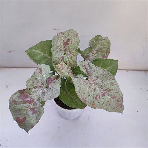 Syngonium Milk Confetti Mini Nurserybuy