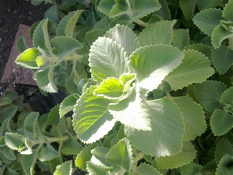 Plants Growing In My Potted Garden Growing Cuban Oregano In My Potted