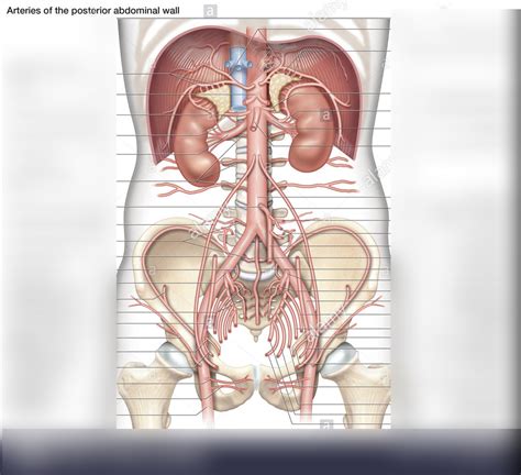 Exam 4 Abdominal Vasculature Diagram Quizlet