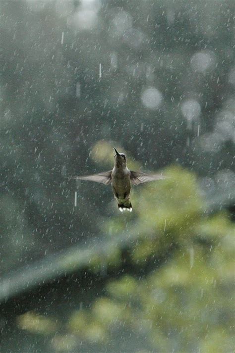 Canh Buom Nguyen Si Kha Rainy Day Memories 2023