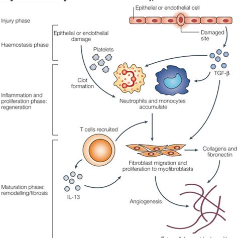 Overview Of Complex Pathways In Tissue Fibrosis 27 Download