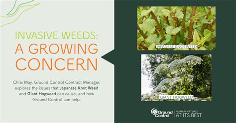 Invasive Weeds: A growing concern