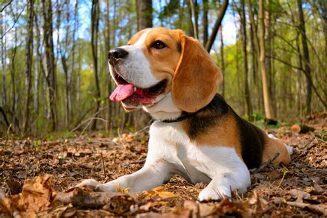 ビーグルってどんな犬？歴史・性格・飼い方について｜わんこラボ