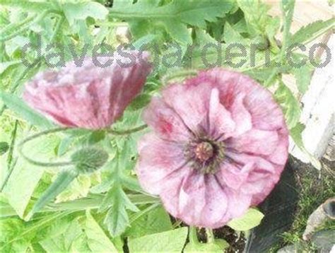 Plantfiles Pictures Papaver Corn Poppy Field Poppy Flanders Field