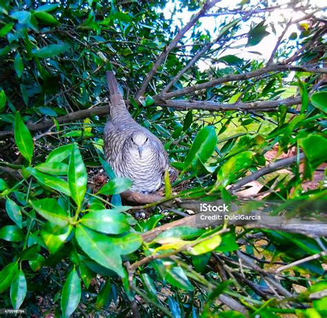 Bird Hatching Stock Photo - Download Image Now - Animal Nest, Bird ...