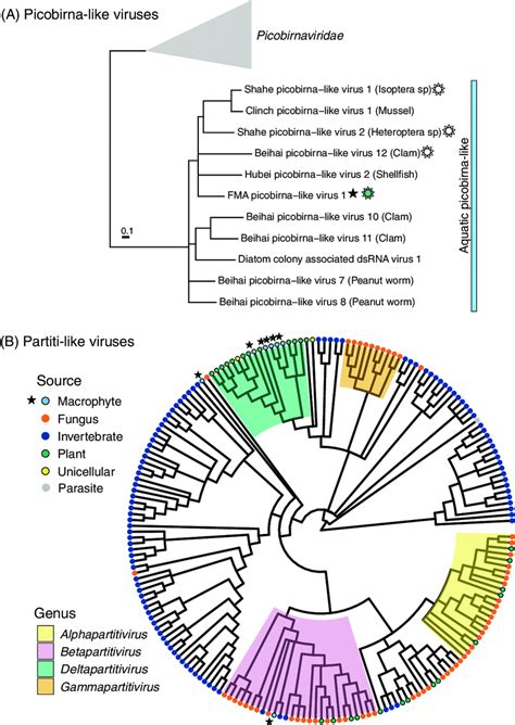 Midpoint Rooted Maximum Likelihood Phylogenetic Trees For Members Of