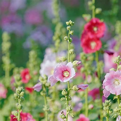 Varieties Of Hollyhocks: Common, Dwarf, Double-flowered, Single ...