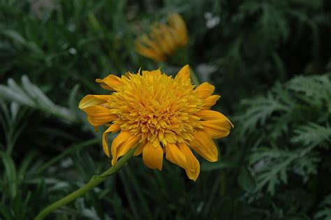 Sunbathers Nahui Gazania | Calloway's Nursery