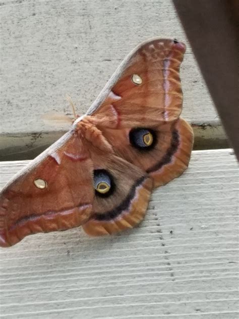 Giant Moth Giant Moth Giant Moth Il In Photos Across Illinois Il