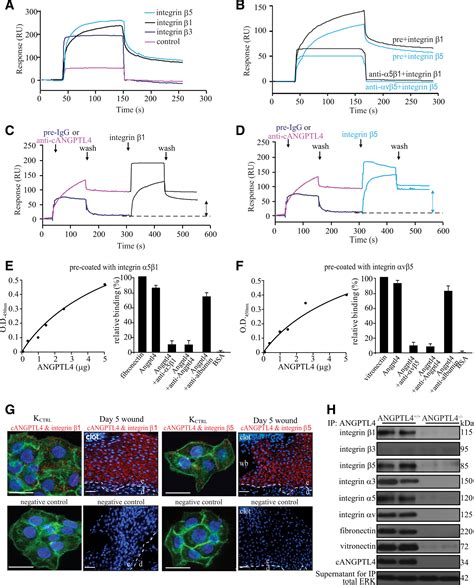 Angiopoietin Like Interacts With Integrins And To Modulate