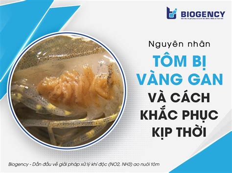 Nguyên nhân tôm bị vàng gan và cách khắc phục kịp thời