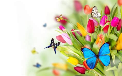 Spring Flowers Butterflies Background Hd Wallpaper - Spring Wallpaper ...