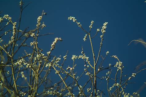 Free Images Tree Nature Branch Blossom Sky Meadow Prairie