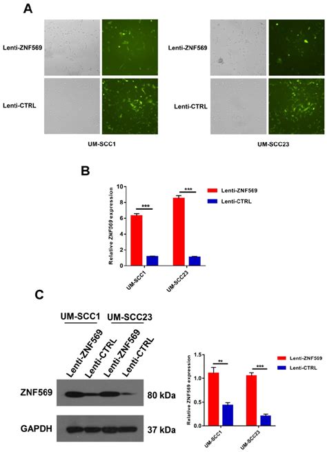 The Construction Of Znf Overexpression Lentiviruses A The