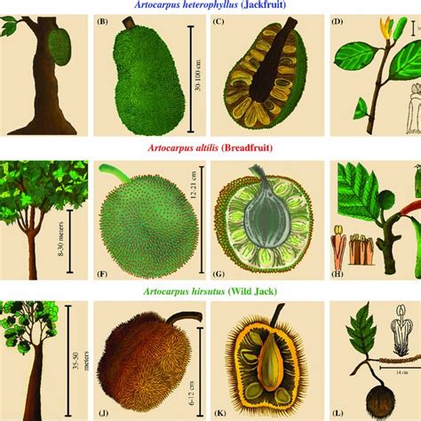 Plant Morphology And Comparative Phenotypic Characters Of Three