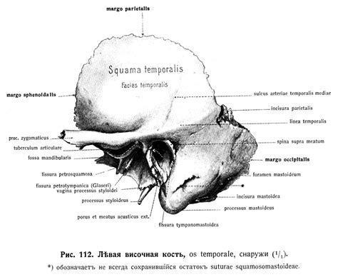 Височная кость Os Temporale Ученіе о костяхъ остеологія Знання