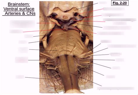 Ventral Brainstem Blood Supply Diagram Quizlet