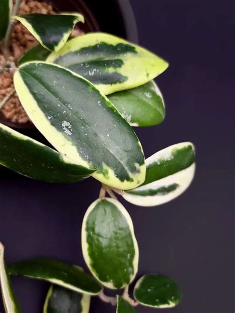 Hoya Verticillata Albomarginata