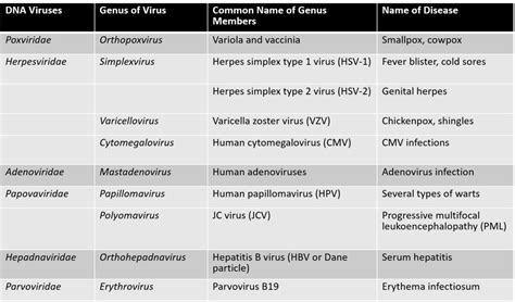 DNA Viruses Diagram | Quizlet