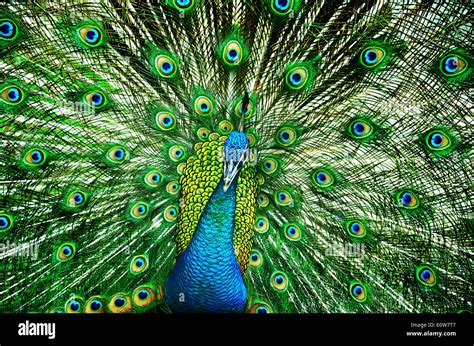 Portrait Of Beautiful Peacock With Feathers Out Stock Photo Alamy