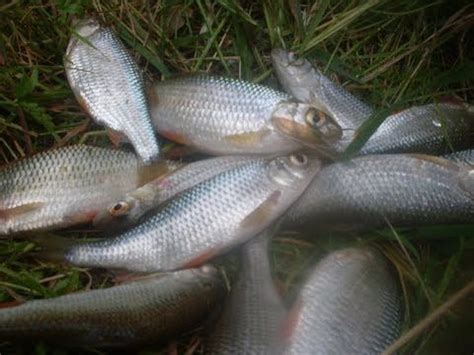 P Che Du Poisson Blanc En Eaux Douce Comment Et Avec Quoi P Cher Le